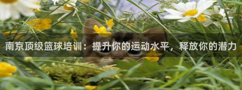 欧陆娱乐平台登录不上去了：南京顶级篮球培训：提升你的